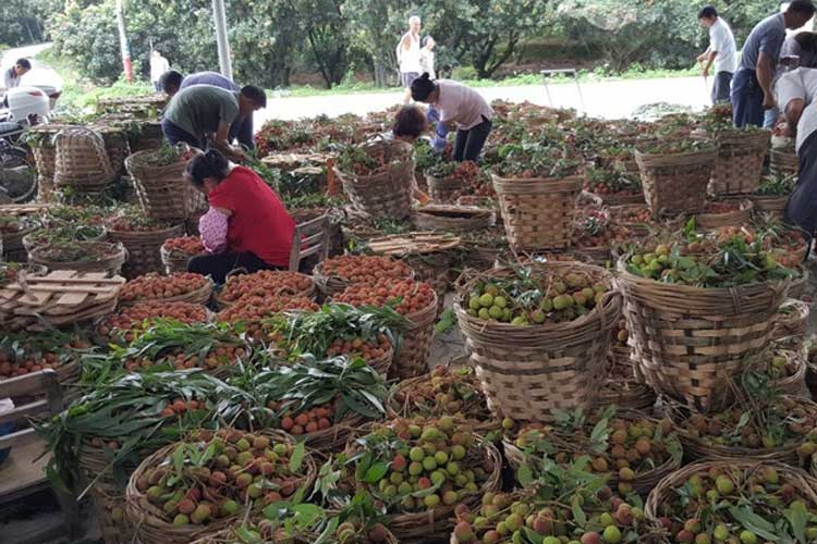 1532418158344528.jpg 挑选荔枝.jpg