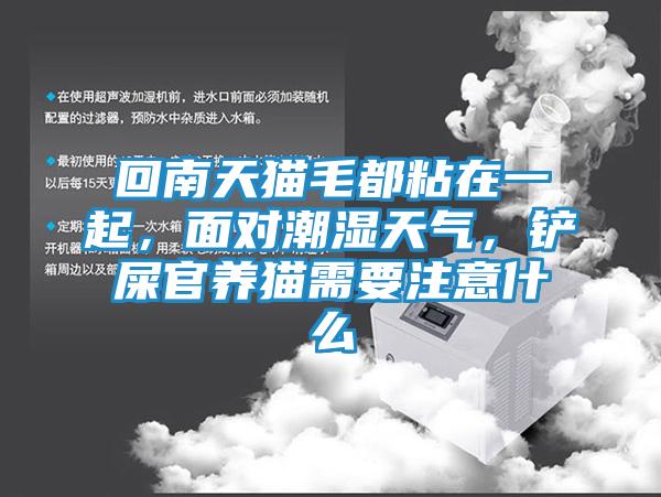 回南天猫毛都粘在一起，面对潮湿天气，铲屎官养猫需要注意什么
