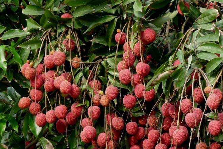 如何选择荔枝烘干机改善荔枝干果?