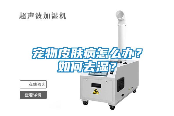 宠物皮肤病怎么办？如何去湿？