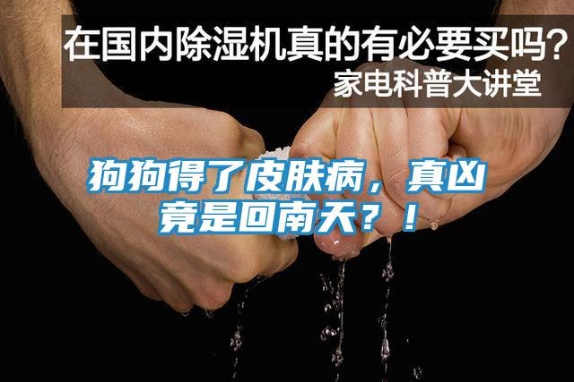 狗狗得了皮肤病,真凶竟是回南天?!