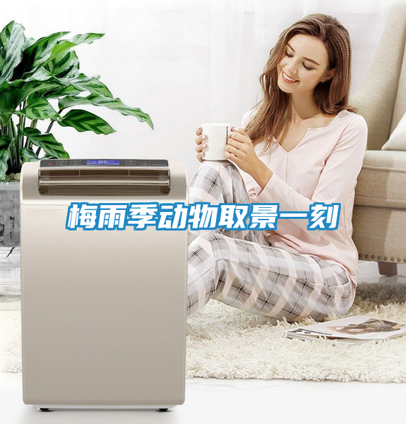 梅雨季动物取景一刻