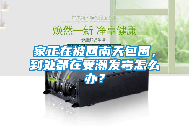 家正在被回南天包围，到处都在受潮发霉怎么办？