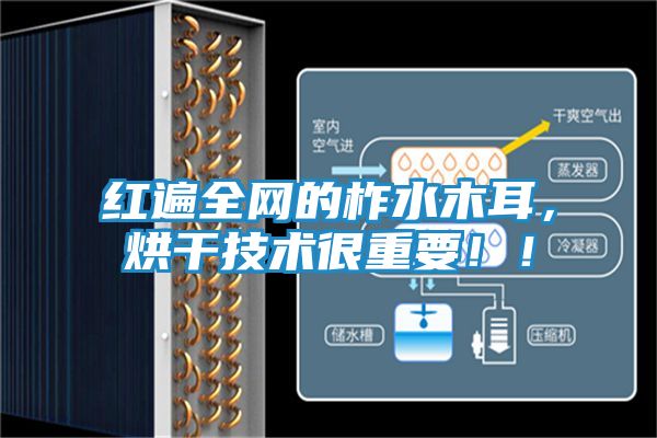 红遍全网的柞水木耳，烘干技术很重要！！