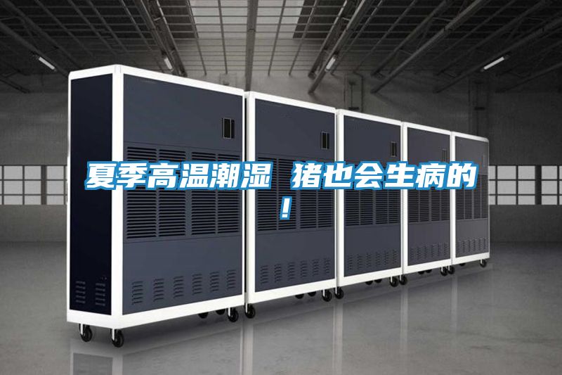 夏季高温潮湿 猪也会生病的!