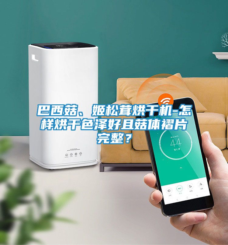 巴西菇、姬松茸烘干机-怎样烘干色泽好且菇体褶片完整？