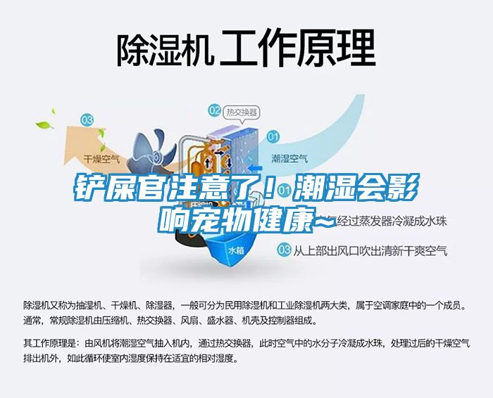 铲屎官注意了！潮湿会影响宠物健康~