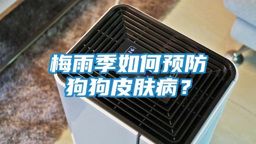 梅雨季如何预防狗狗皮肤病？