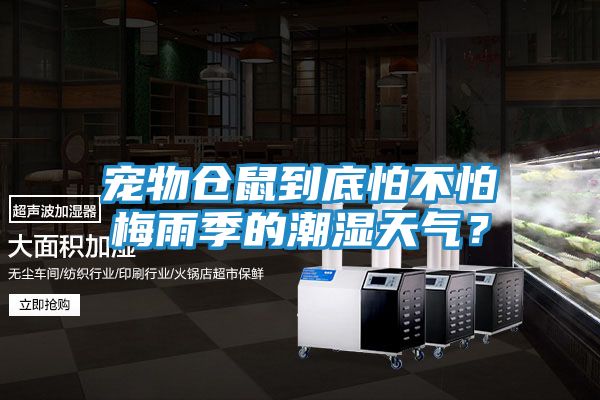 宠物仓鼠到底怕不怕梅雨季的潮湿天气？