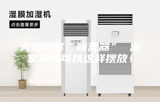 天然浴室“除湿器” 浴室绿植可以这样摆放！