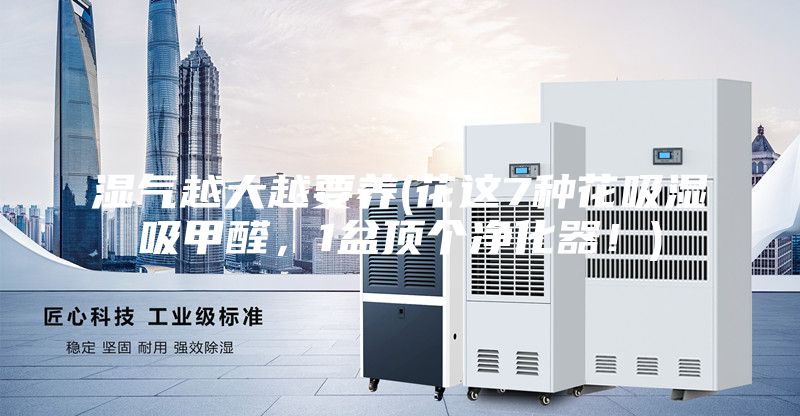 湿气越大越要养(花这7种花吸湿吸甲醛，1盆顶个净化器！)